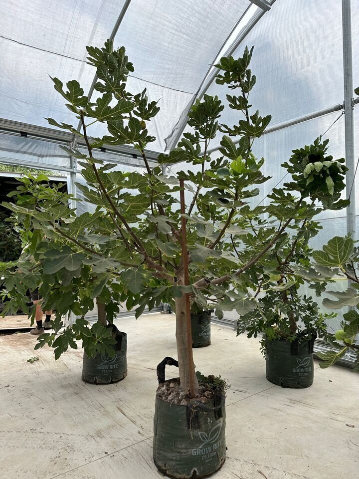 Ficus carica 'Brown Turkey' - Brown Turkey Fig Fruit Tree