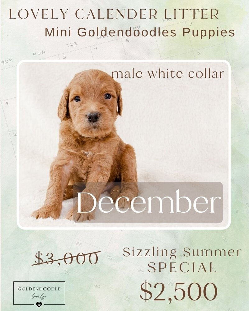 Calendar White Dec Male