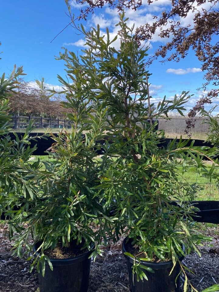 Banksia Serrata - Old Man Banskia - Go Green Nurseries - Mature Trees Sydney