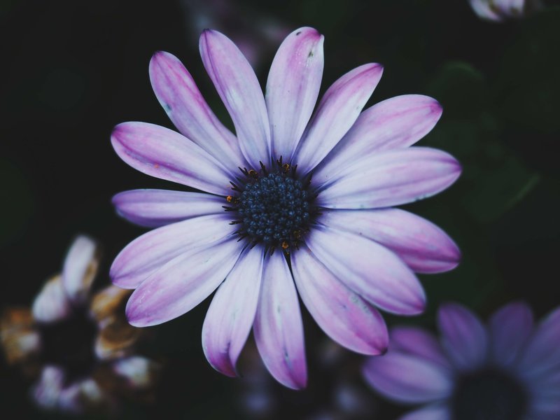 8 - Purple Daisy