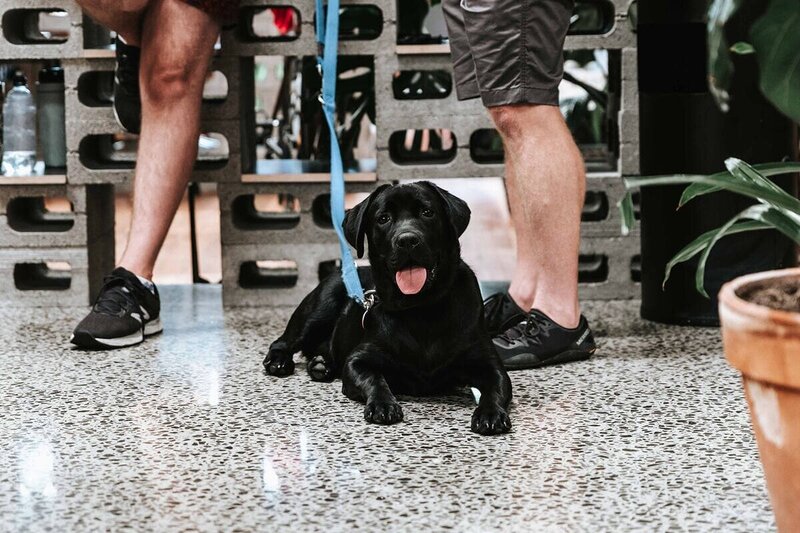 Friendly dog sitting in the gym, highlighting the pet-friendly policy.