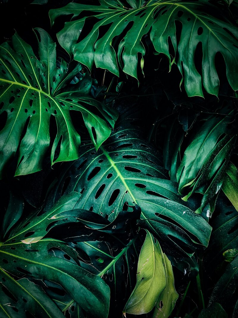 Image of green monstera plant leaves.