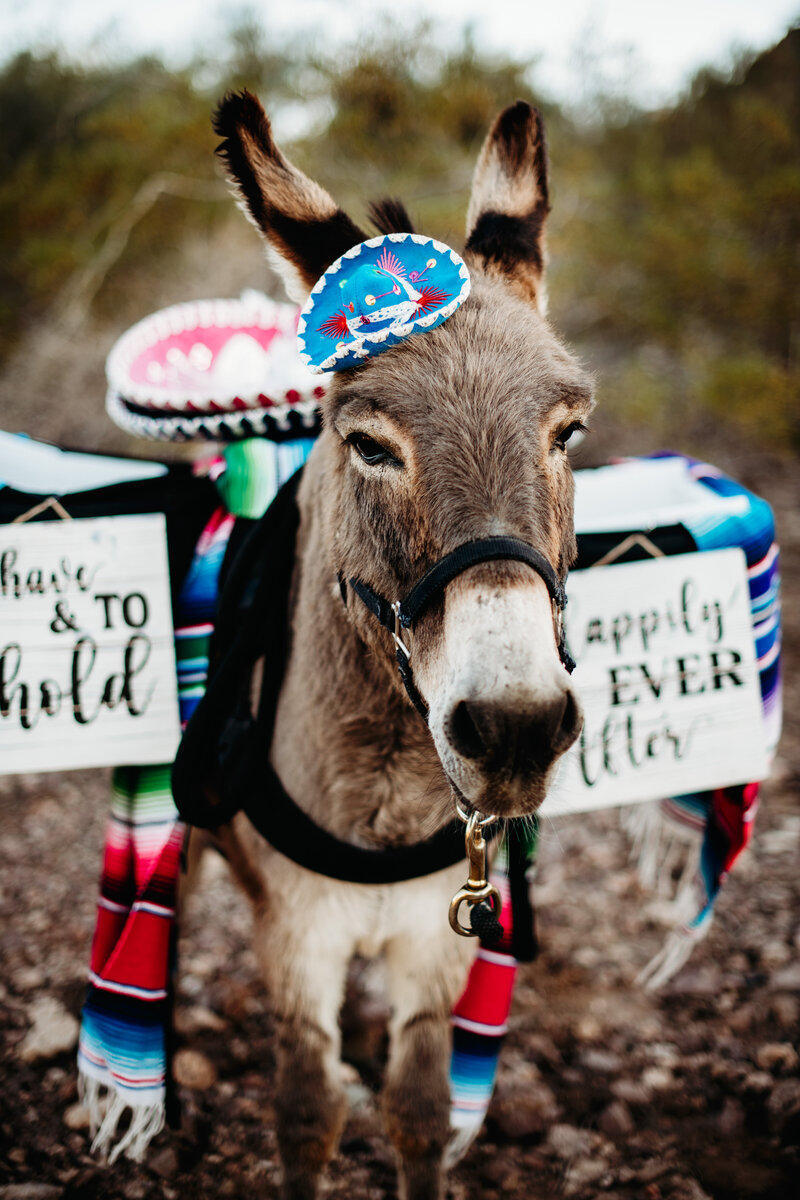 Donkey in elopement