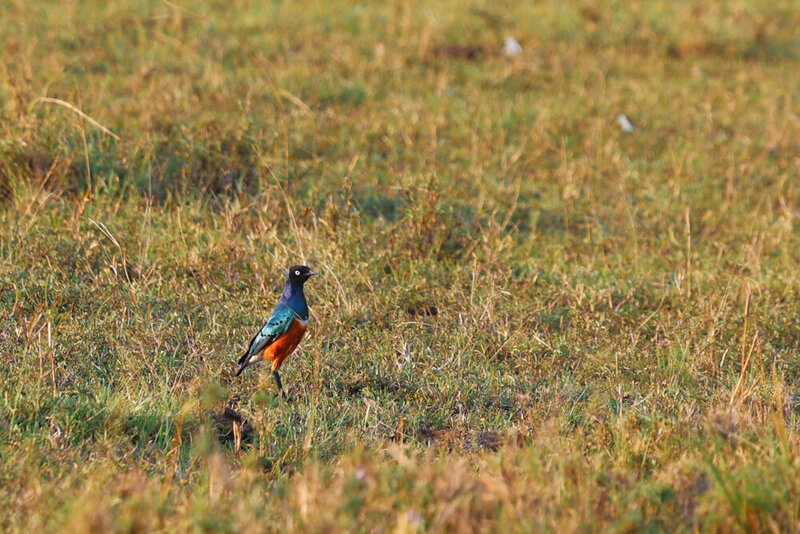 safariedited-265