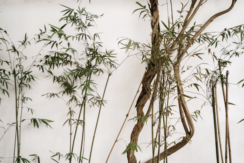 leafy tree branches against a white wall