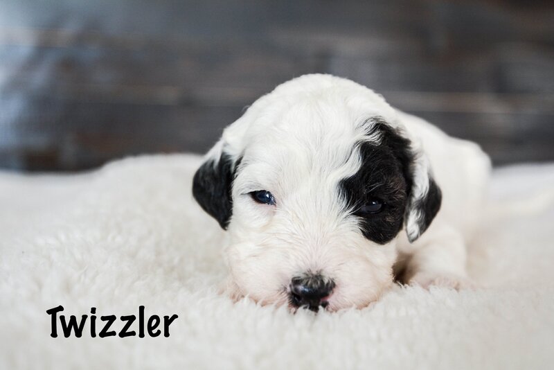 Available Mini and micro Sheepadoodle Puppies
