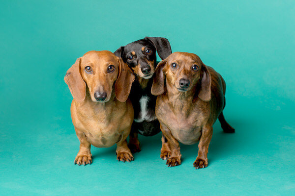 The dachshund pups on a teal background