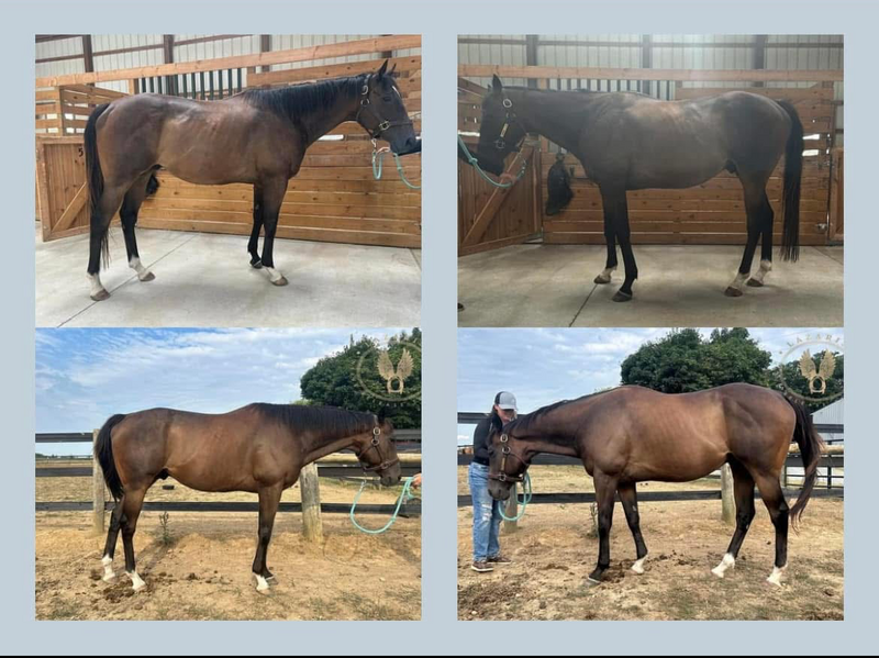 Before and After photo of Bodywork for horse 