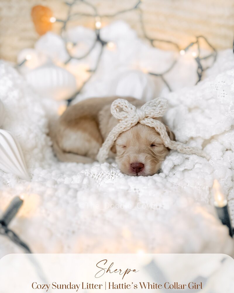 Cozy Sunday litter.zip - Pilsner (5)
