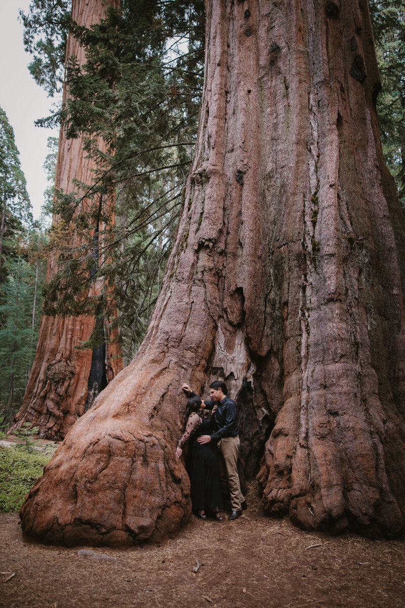 Sequoia National Park Engagement Photographer3500