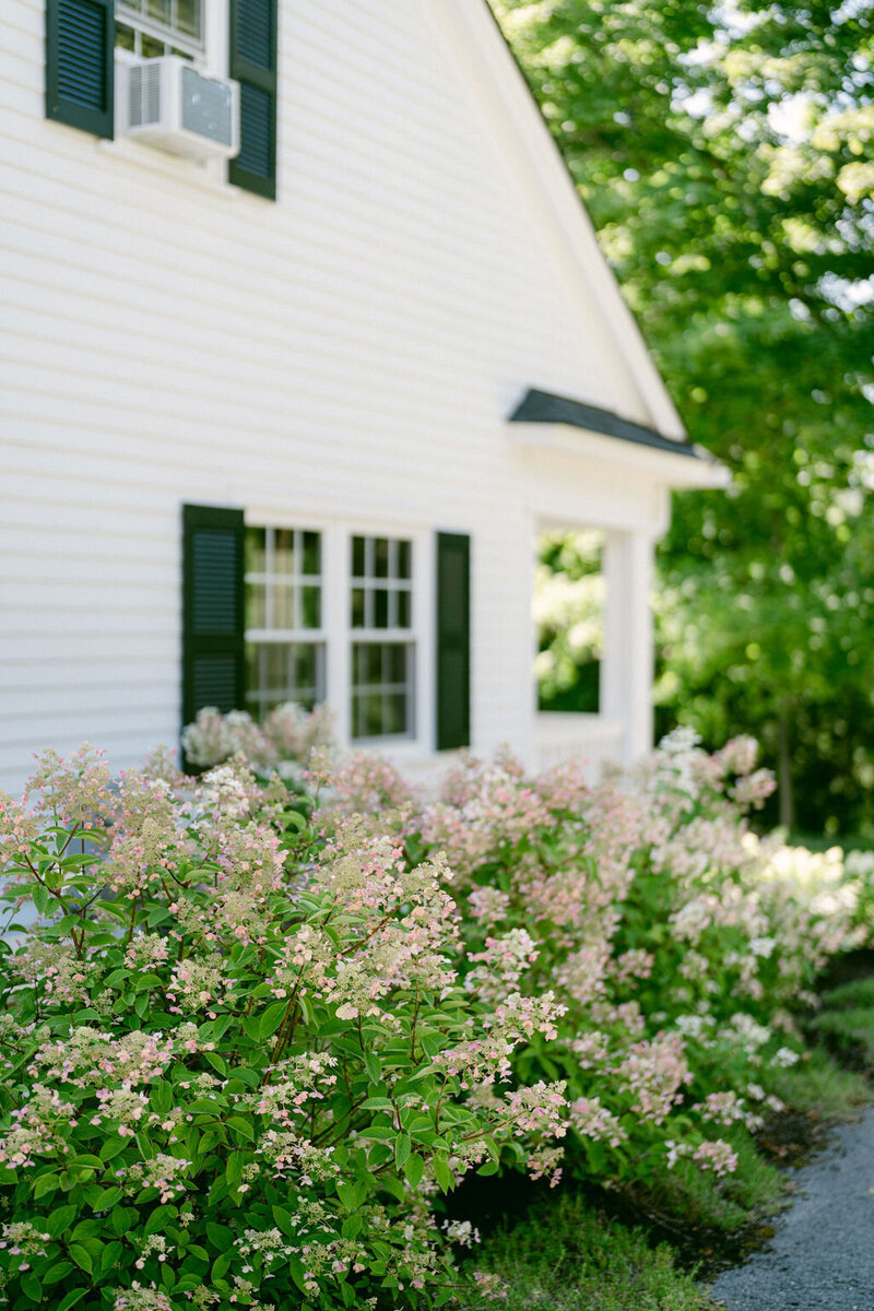 white hydrangeas along the side of white farmer cottage upstate