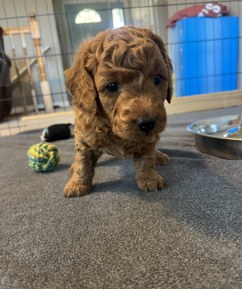 Screenshot 2024-09-13 at 7.13.39 AM