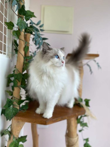Paradise Pet Retreat Cattery