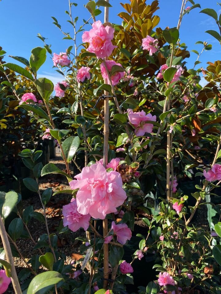 Camellia Jennifer Susan - Cameilla Sasanqua Jennifer Susan