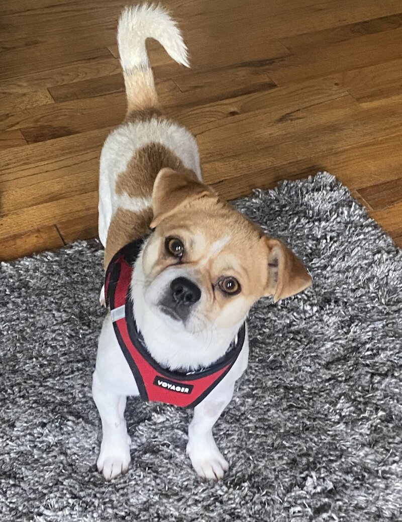 Smuggy