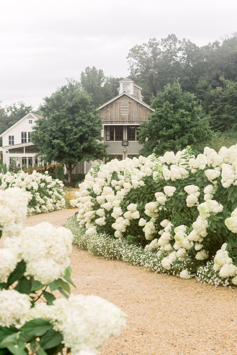 A rustic barn-style building at Pippin Hill Vineyard in Charlottesville, VA, surrounded by lush greenery, with large white hydrangea bushes in full bloom lining the gravel pathway.