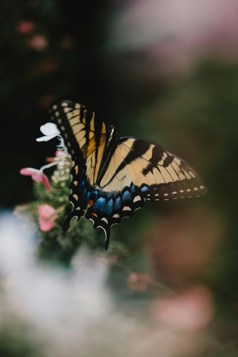 a monarch butterfly 