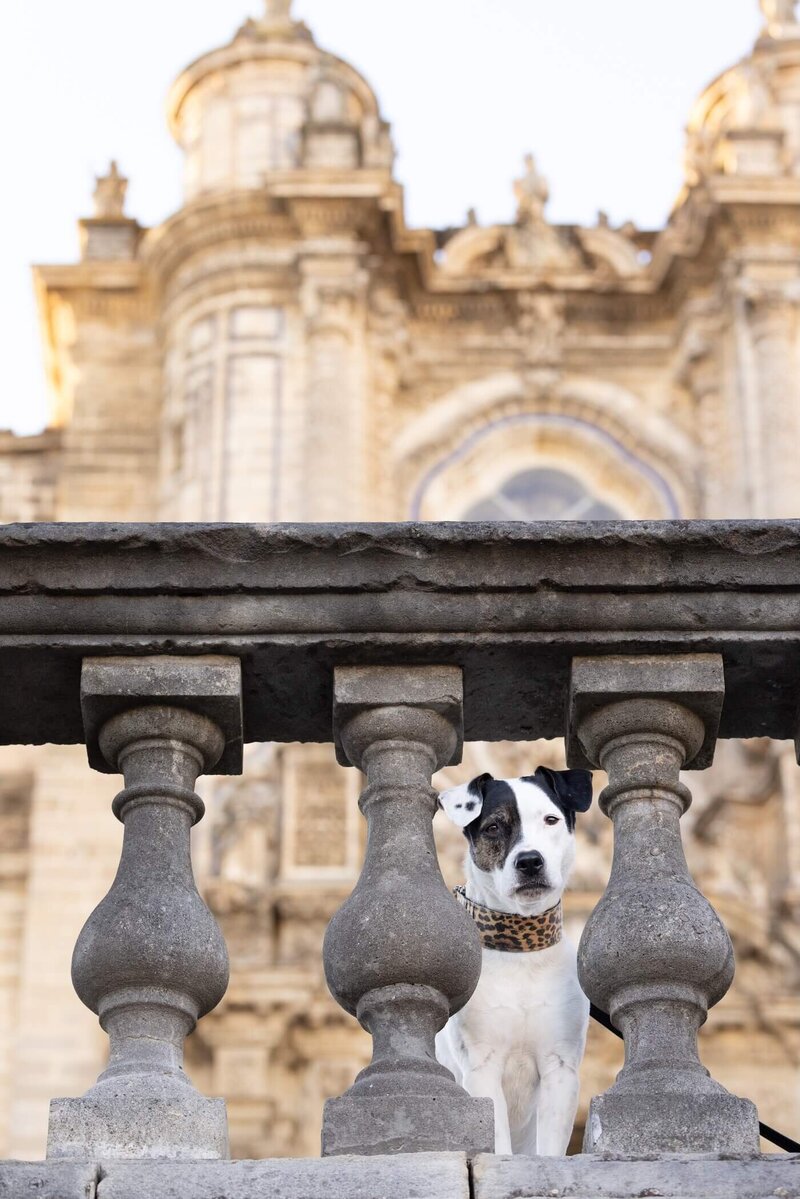 dog looking at the camera