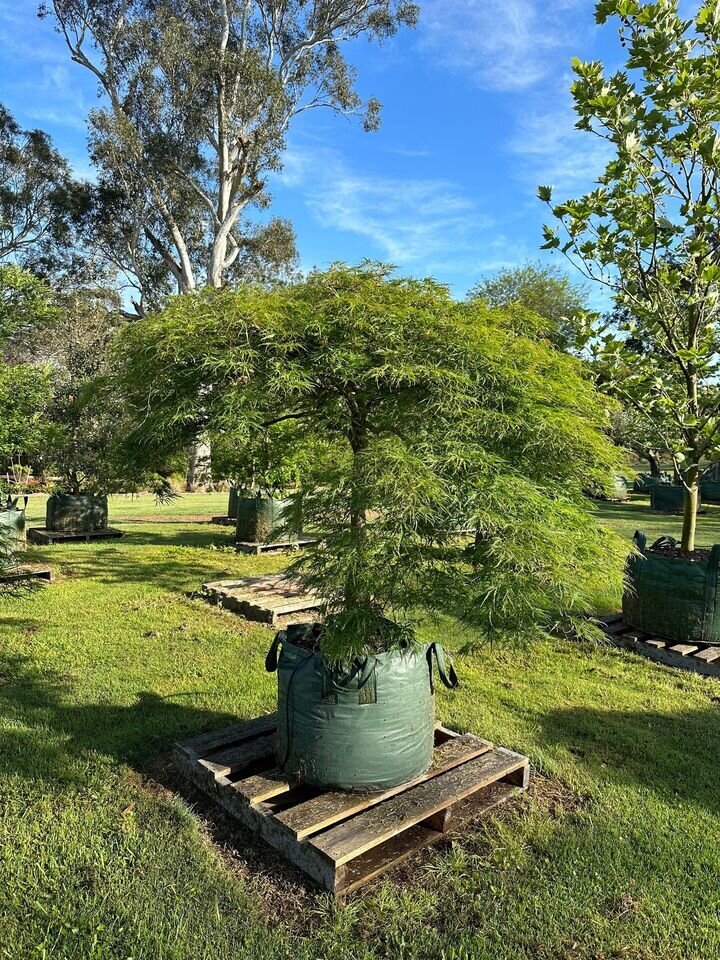 ACER PALMATUM DISSECTUM - RED WEEPING MAPLES MATURE TREE SYDNEY