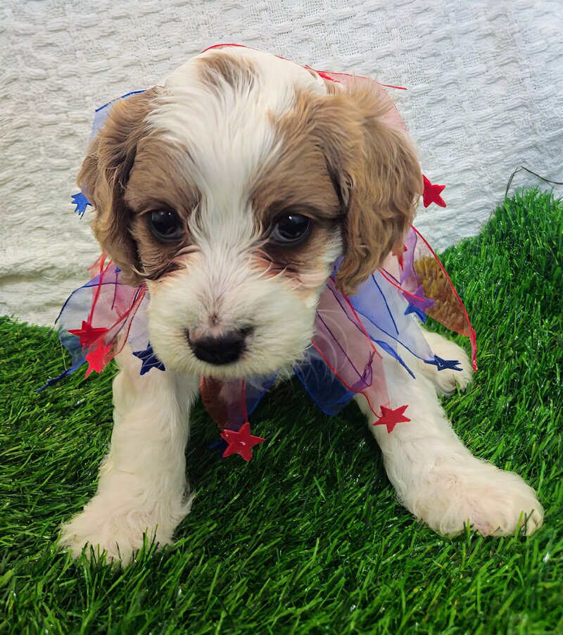 DaisyF1