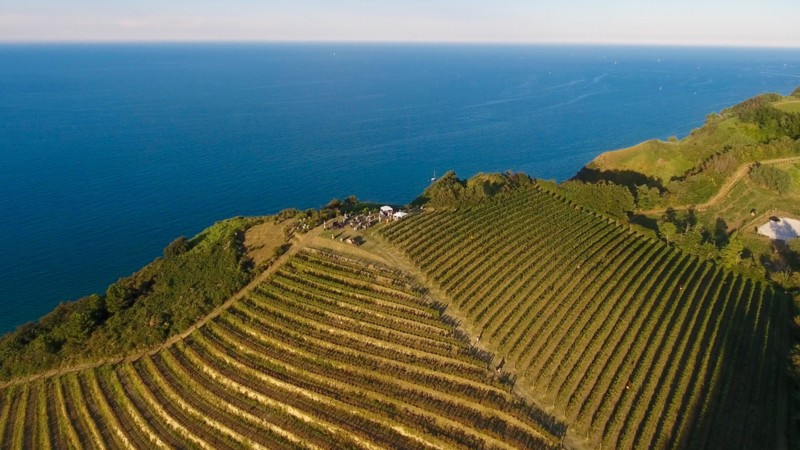 Aerial view of the Fattoria Mancini vineyards along Italy’s Adriatic coast near Pesaro, where guests enjoy a sunset aperitivo during the Wish You WERE Here Italy Tour with author Christy Schillig.
