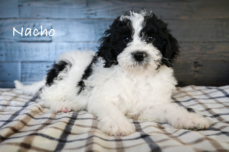 Available Mini and micro Sheepadoodle Puppies