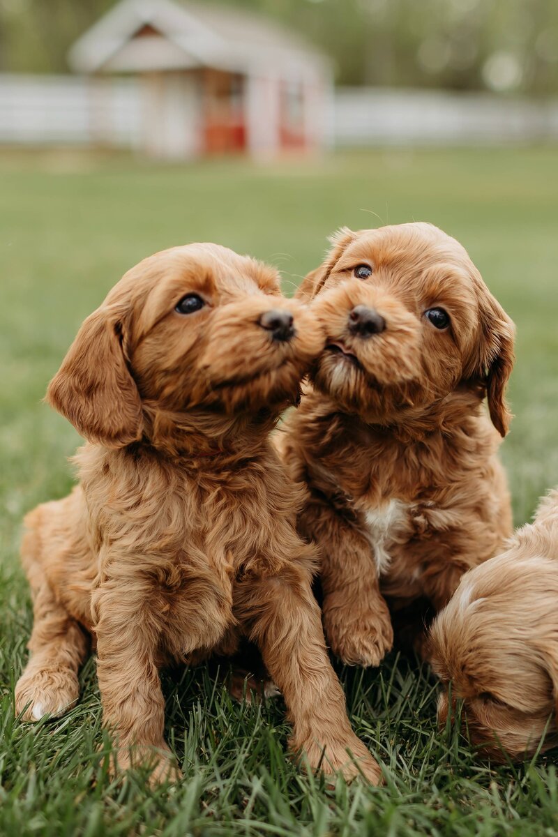 Red Australian Labradoodle Breeder British Columbia