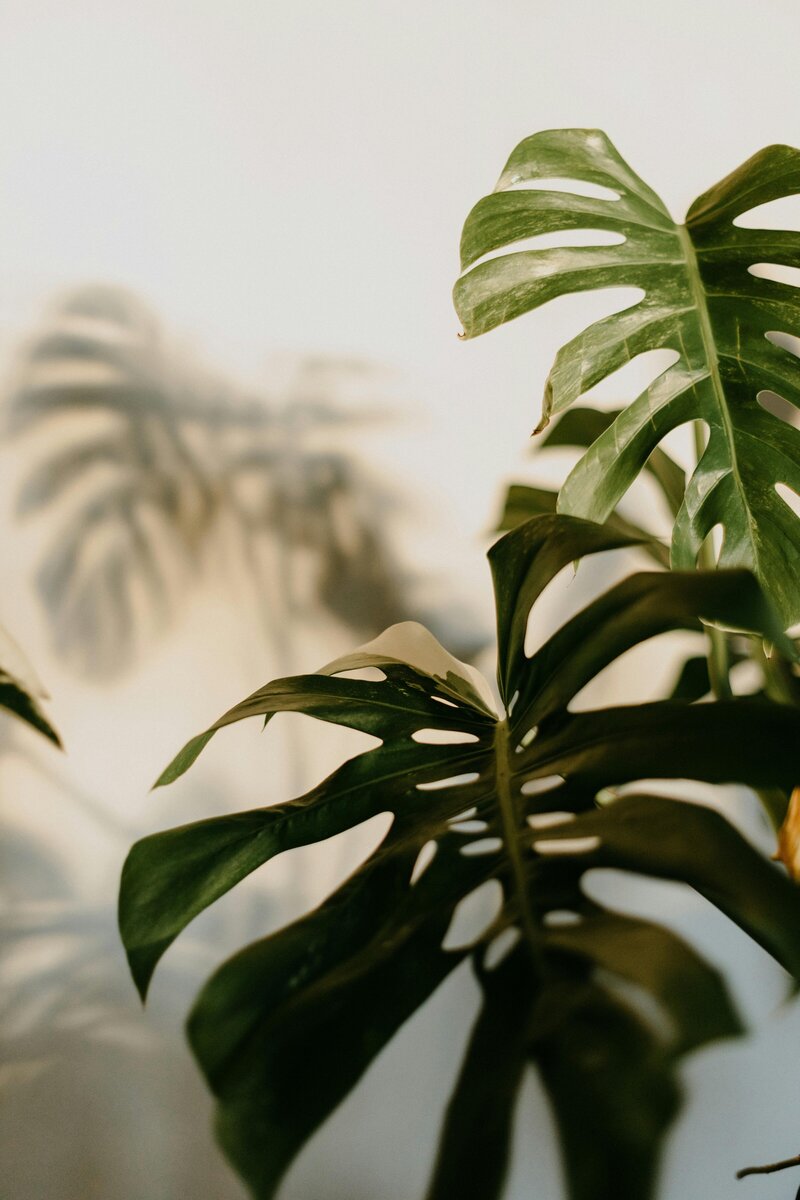 Close-up of green leaves symbolizing growth and healing, featured on Ellipsis Mental Health counseling website in Minnesota.