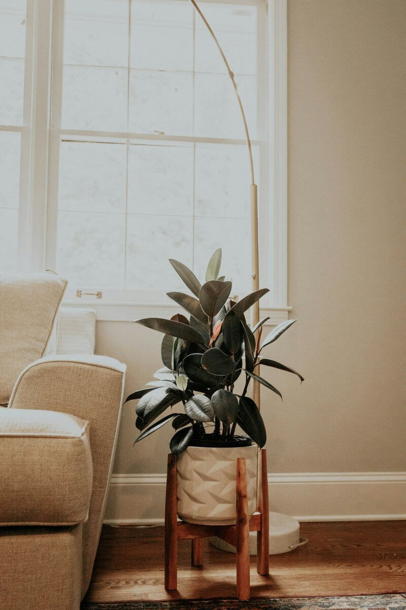 Cream couch and plant in plant stand next to window letting in bright natural light