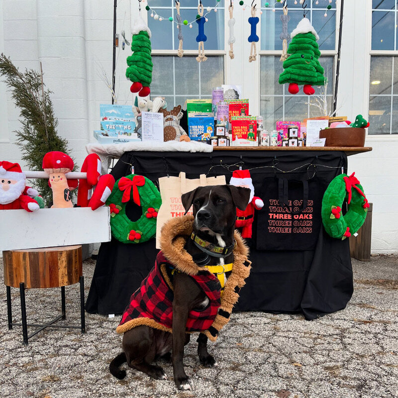 Dog in plaid winter coat sitting in front of a festive Good Catch holiday market setup.