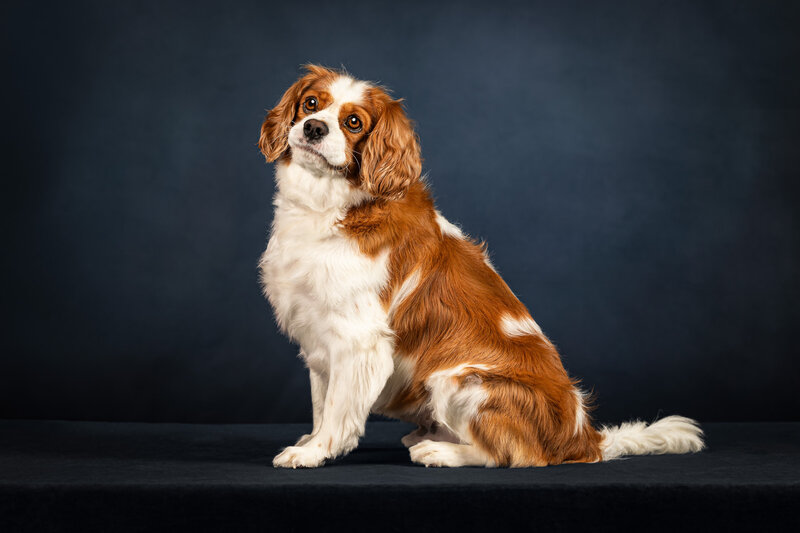 A canine studio portrait of a King Charles Cavalier dog with a dark blue background. 