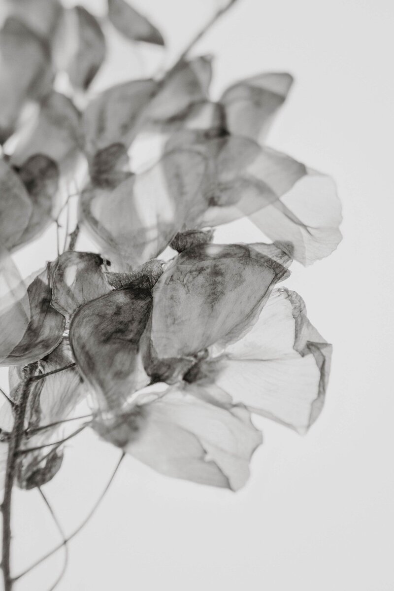 Close up black and white photo of a branch with flowers