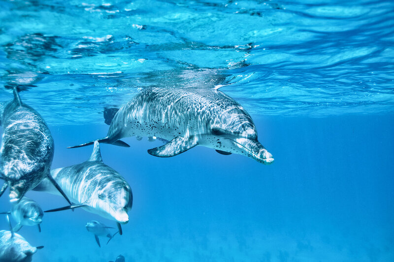 wild dolphins underwater UGC