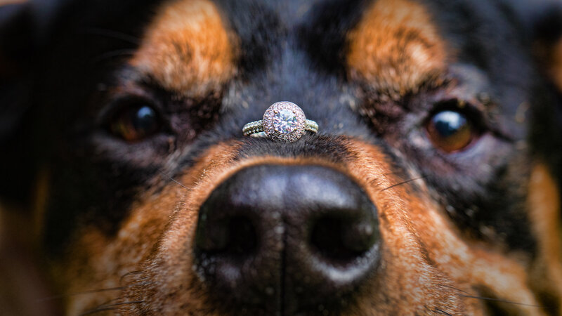 Dog showing off incredible patience with an engagement ring balanced on its nose, making this engagement session unforgettable.