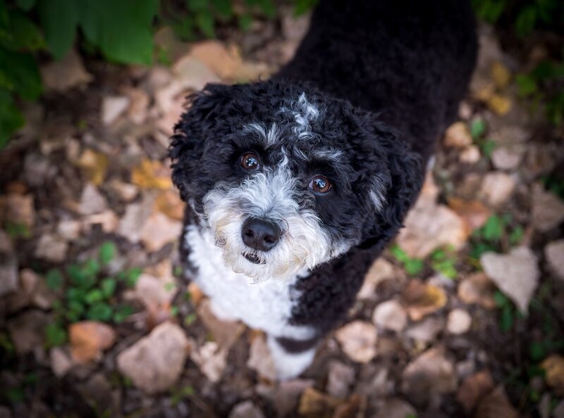 Dog  looking upward to camera from bed of leaves
