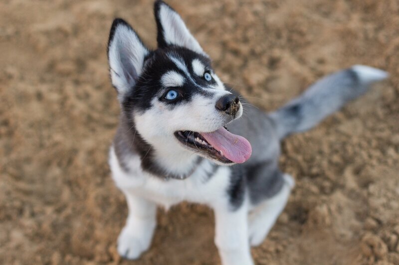 Husky puppy looking up at trainer