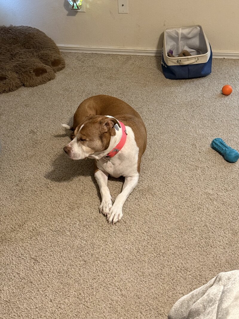 happy dogs with dog sitting and boarding business in fort worth texas