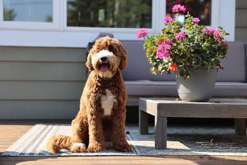 BLL-labradoodle-dog-breeders-british-columbia-01