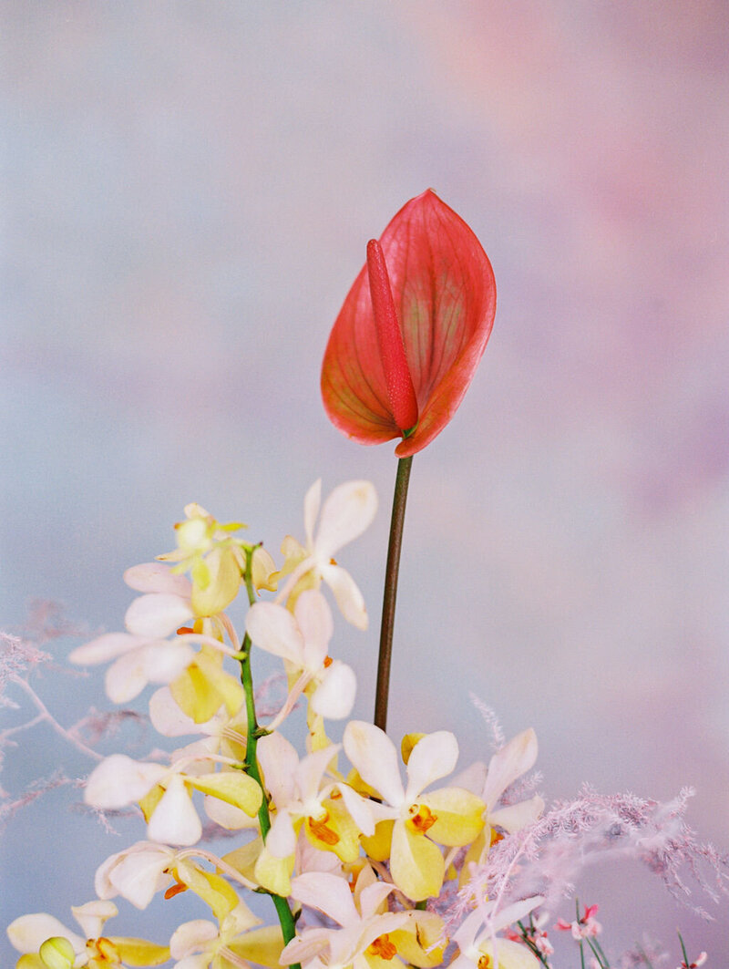 SALLYPINERA_SMITHANDJAMES_OFTHEFLOWERS_PRISMATIC_-323