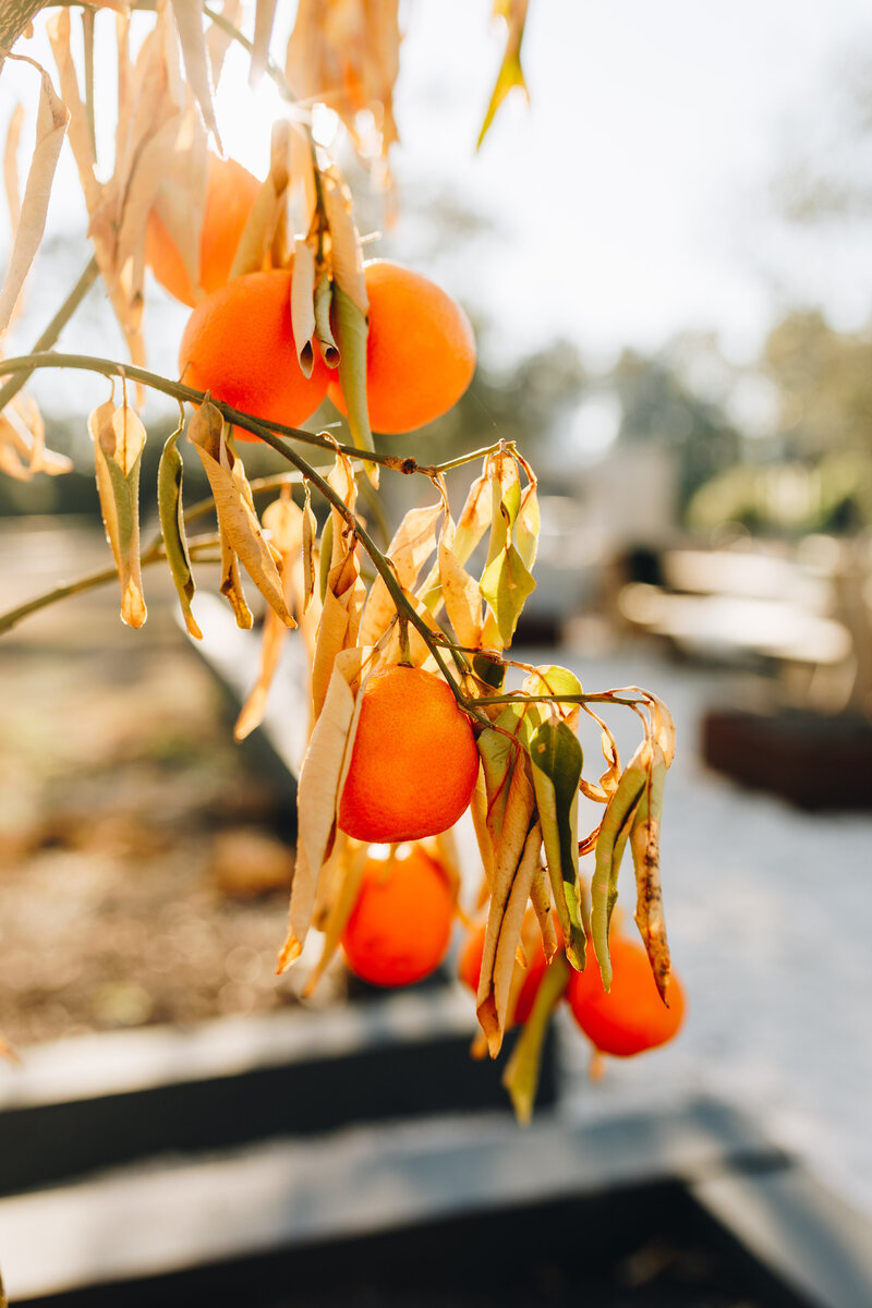 OliviaReedPhoto-5-2