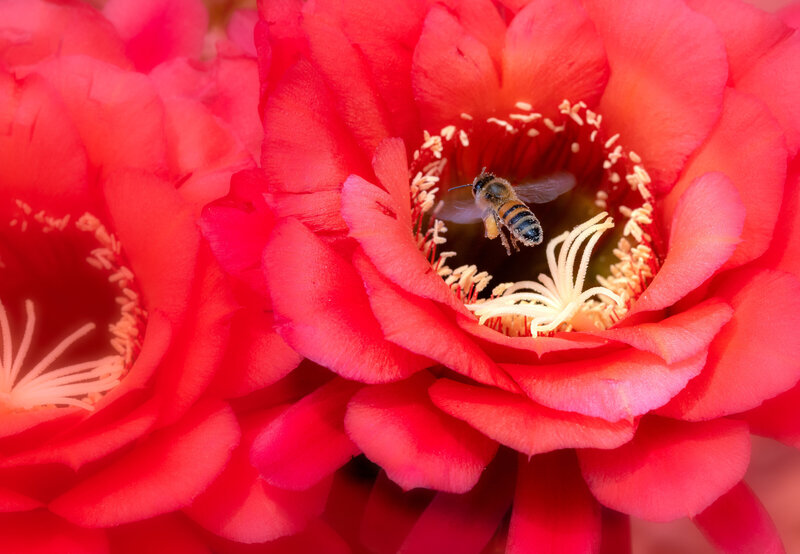 Jay PierstorffTorch-Cactus-Bloom-and-Bee