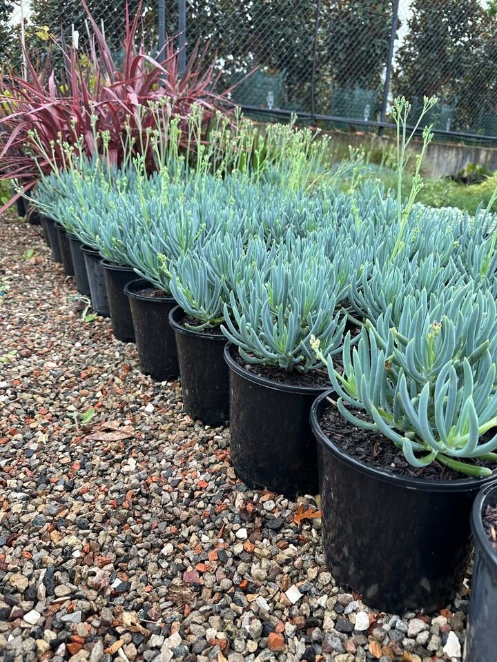 Senecio Mandral - CHALK STICKS - Sydney Plant Nursery - Go green Nurseries