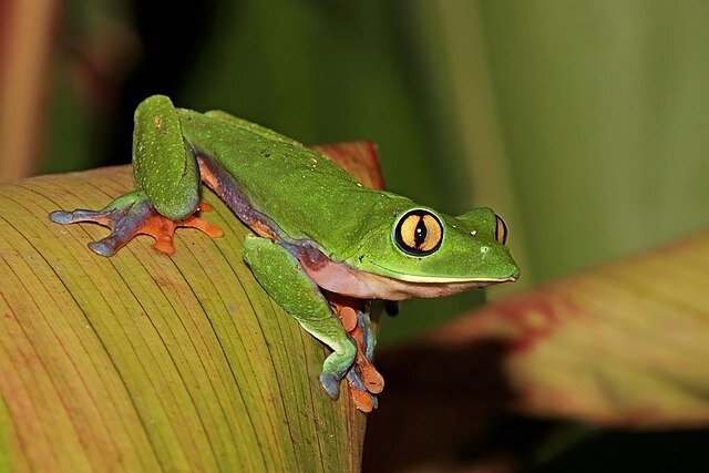 frog2