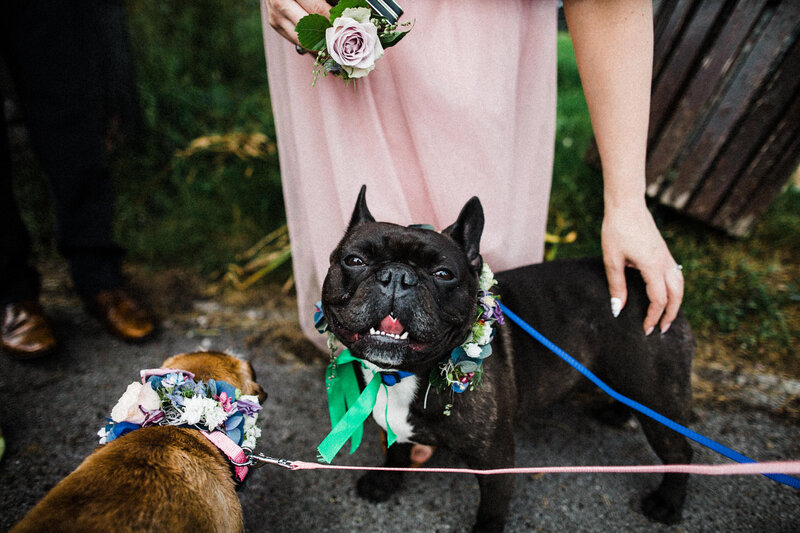 TTWWR-Animals-at-weddings-2048-32