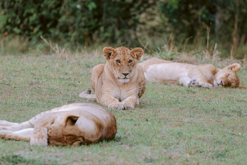 safariedited-149