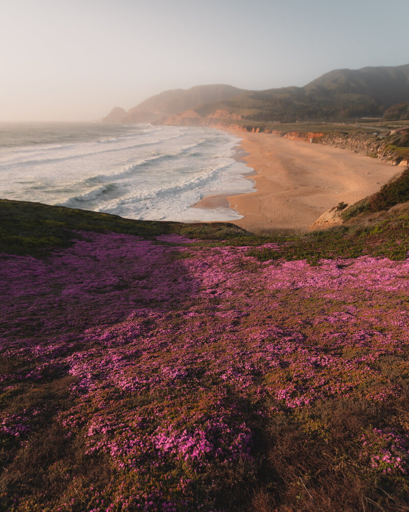 Montara State Beach Flower Field 2
