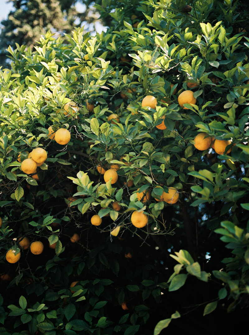 Lemon tree in sunshine