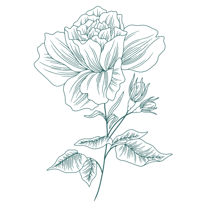 Line Drawing of a large flowers with a few buds on a stem
