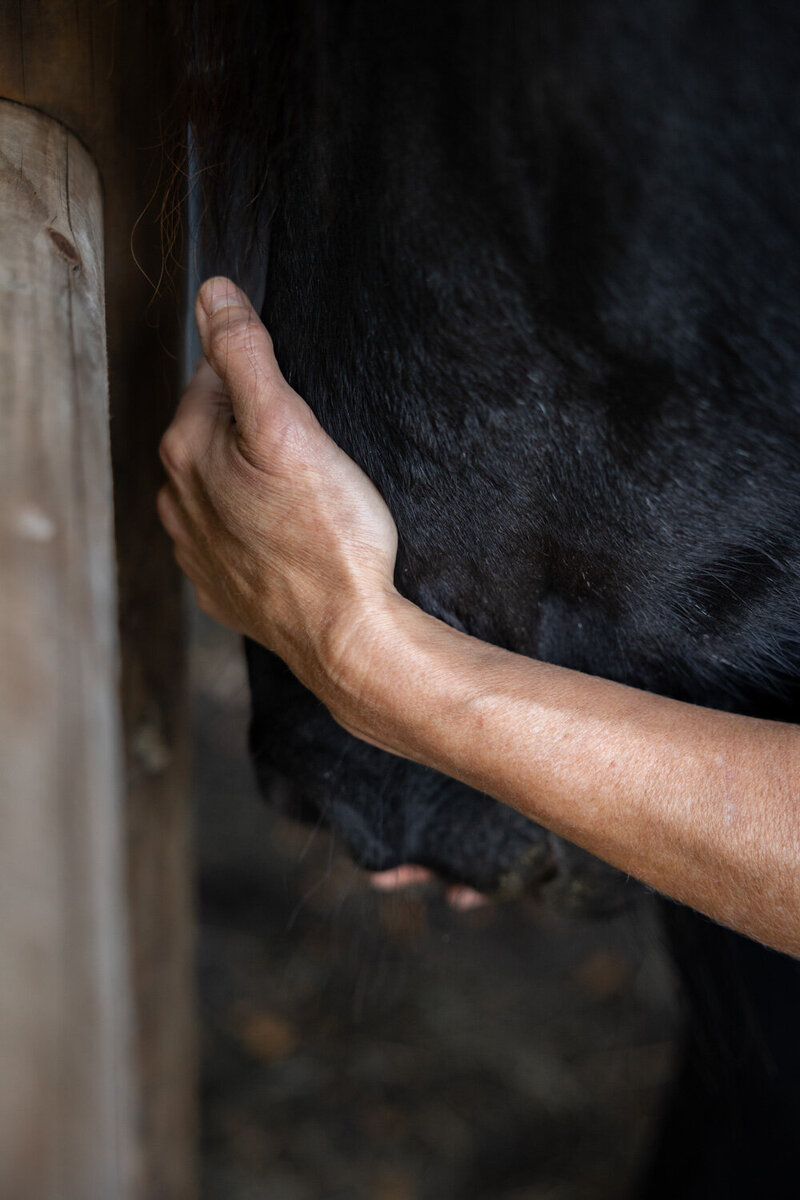 Natuurlijk contact tijdens reiki voor paarden met Monique Last Roden.