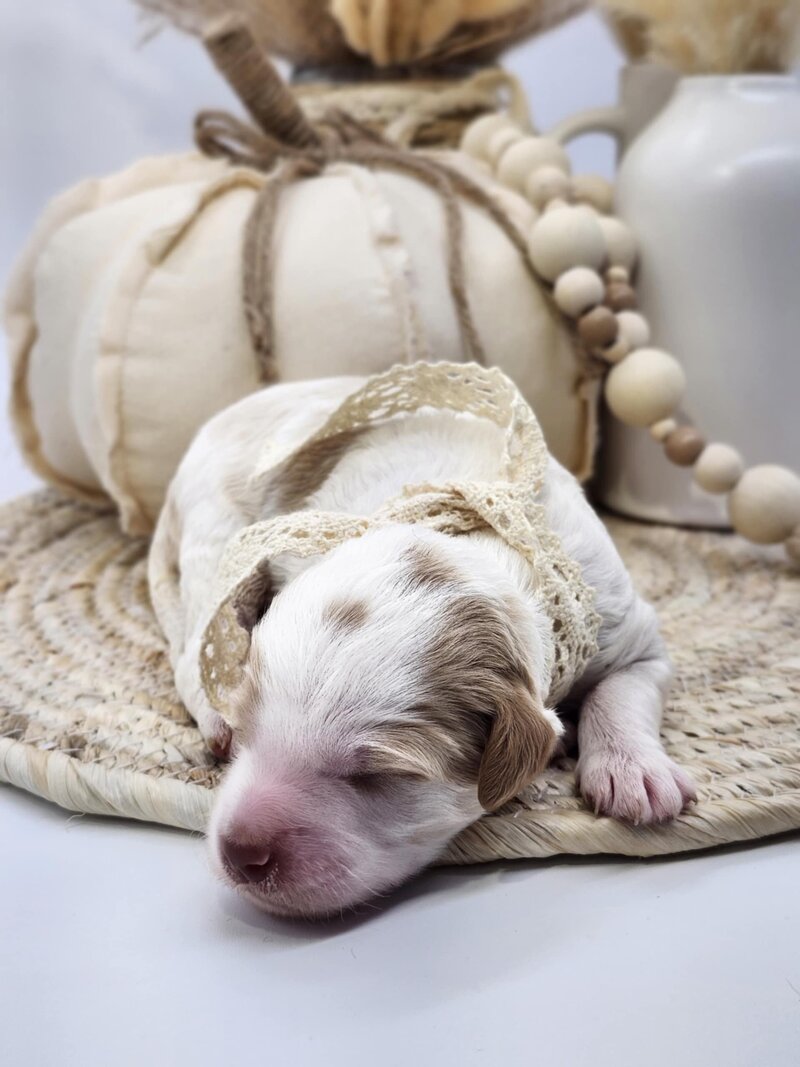 71ae4663-5fa6-4693-b303-4cbde75595f3